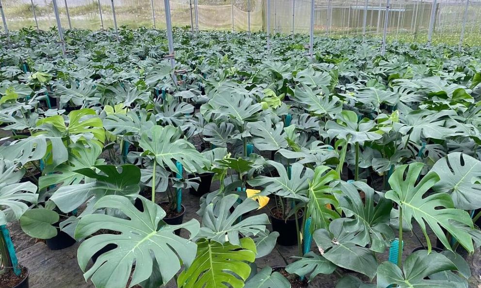 Độc lạ loài cây 