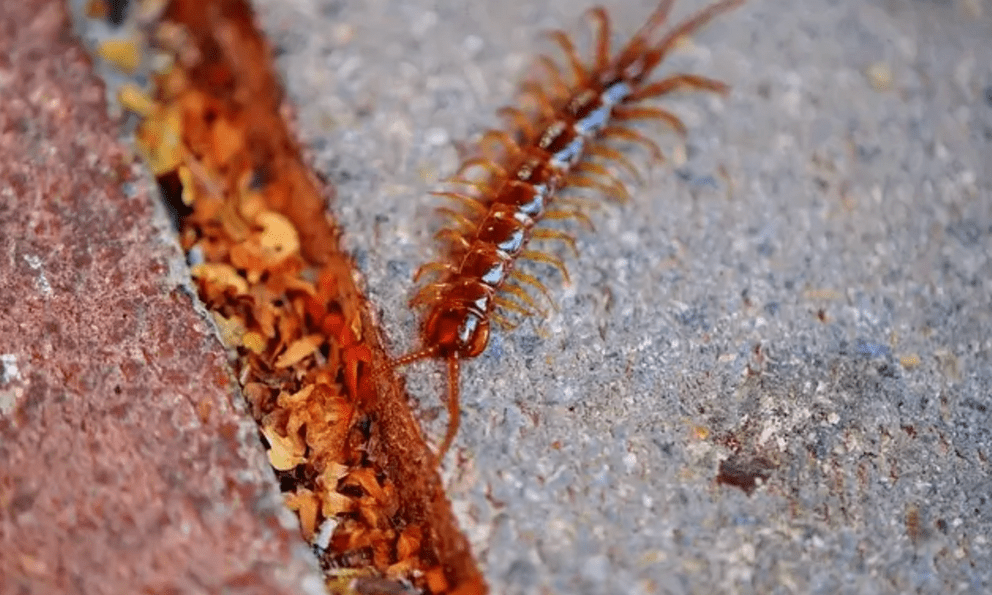 Rết rất thích ngôi nhà nào có 3 đặc điểm này: Tiếc là nhiều gia chủ Việt mắc