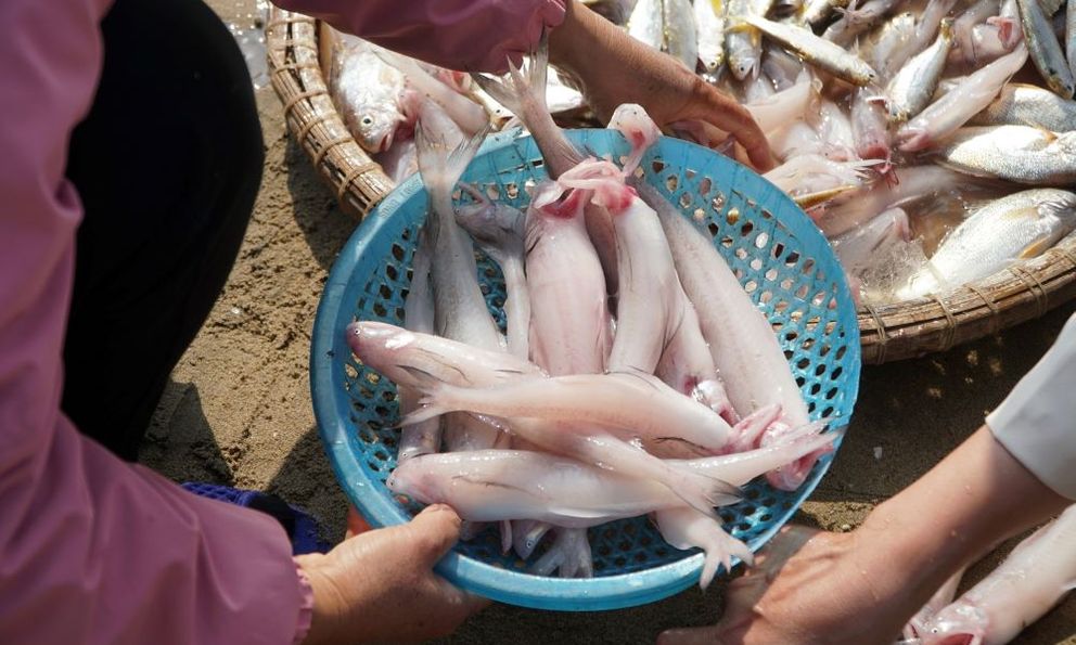 Loại cá da trơn, không có vảy, ít xương, nhiều ở vùng Thanh Hóa, Nghệ An, Hà Tĩnh: Nhiều chất mà lại rẻ