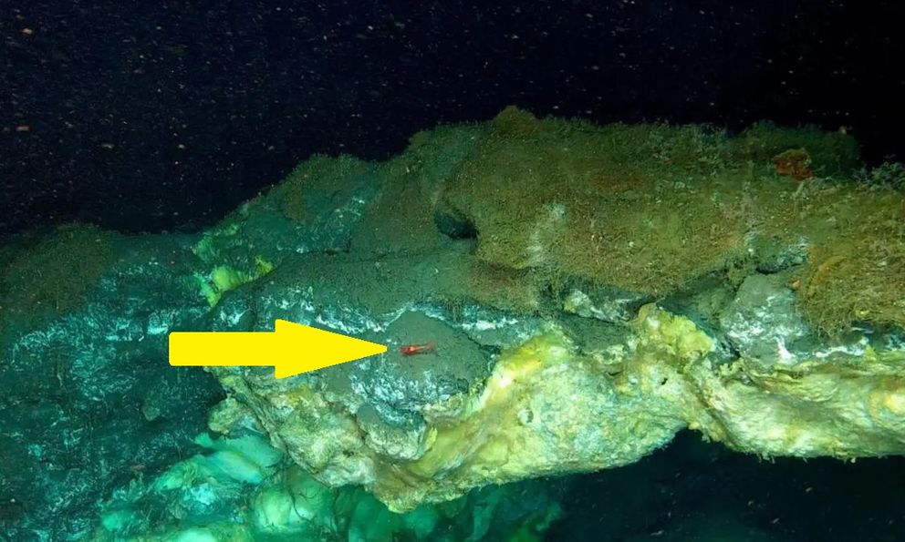 Phát hiện bí mật chưa từng có dưới đáy biển sâu 3.640m ở Greenland