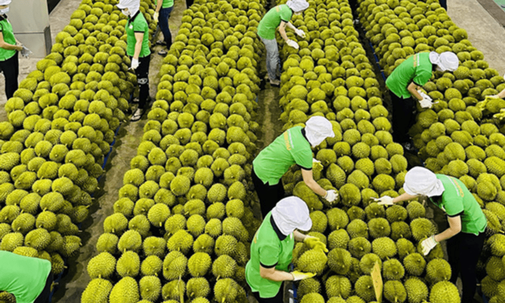 Một loại trái cây tỷ USD vừa dẫn đường cho nông sản Việt: Bước ngoặt cho toàn ngành năm 2027