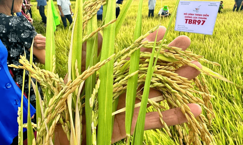 Một giống lúa Việt đang tạo “vàng mười” ở nơi tưởng chừng khó canh tác