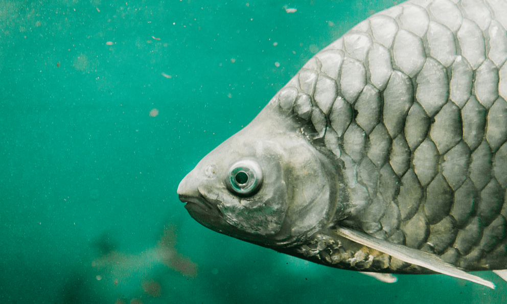 Trung Quốc tạo ra một loại cá không xương dăm: Giới khoa học sửng sốt