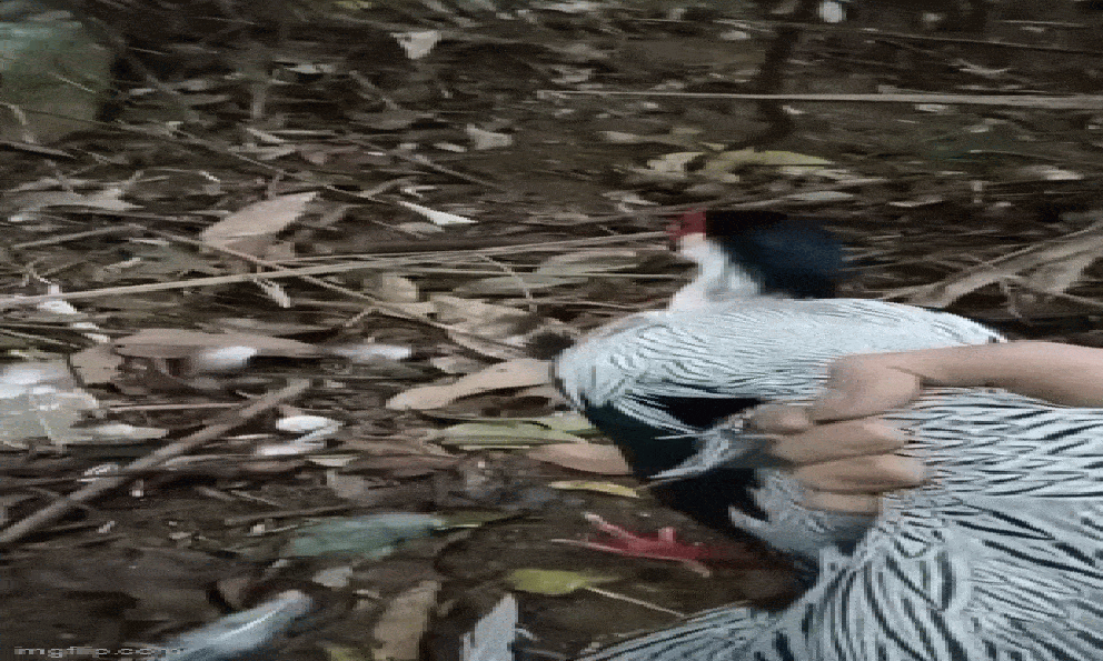 Đi rừng gặp gà lôi trắng bị mắc bẫy, người đàn ông có hành động được công an xã 