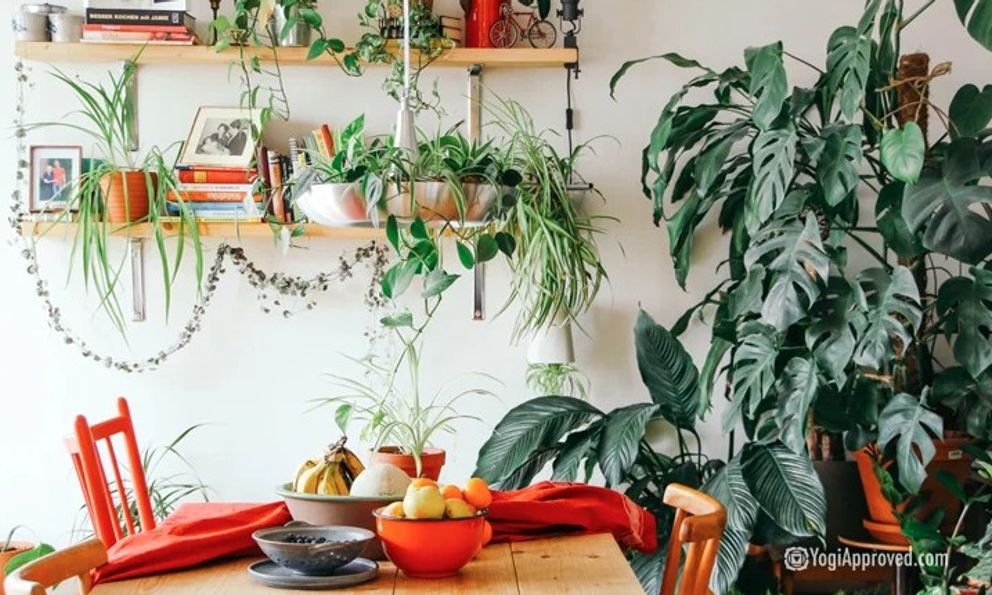 Cây xanh có thực sự giúp lọc không khí trong nhà? Dưới đây là tất cả những gì bạn cần biết