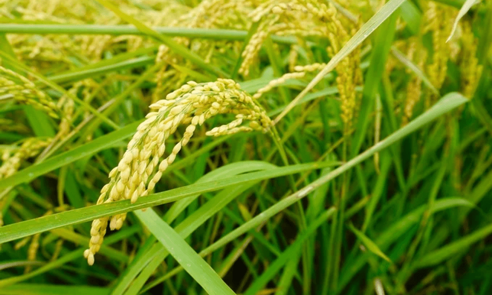 Giống lúa tạo cột mốc lịch sử, mở cánh cửa đưa gạo Việt vào thị trường khắt khe bậc nhất thế giới