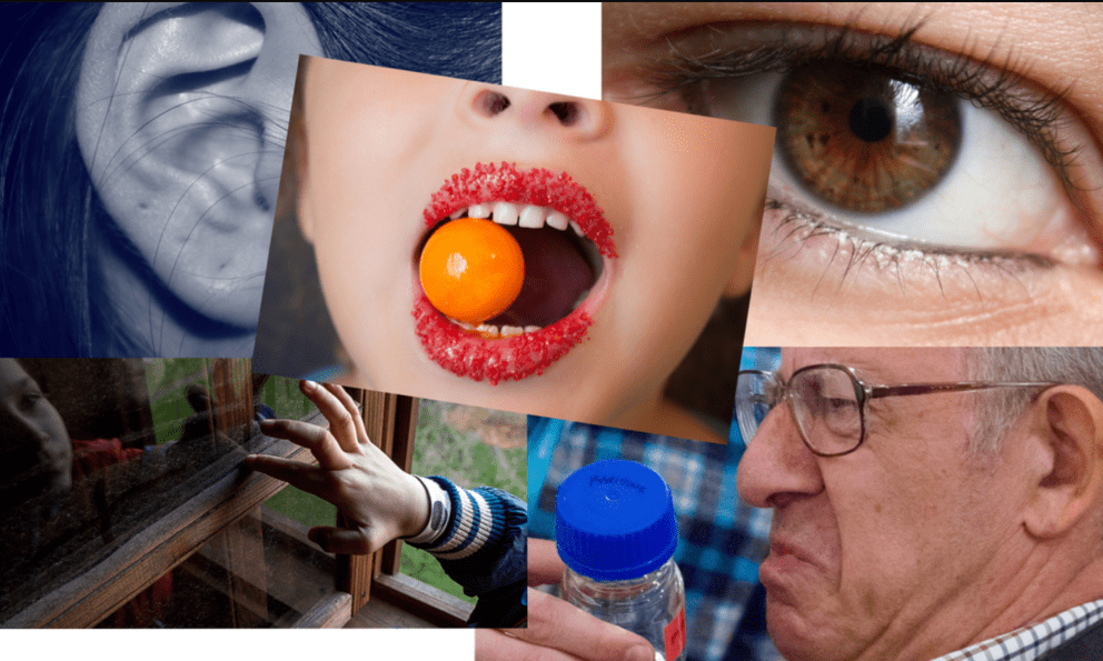 Tuyên bố chấn động: Không chỉ 5, con người có thể sở hữu tới 33 giác quan