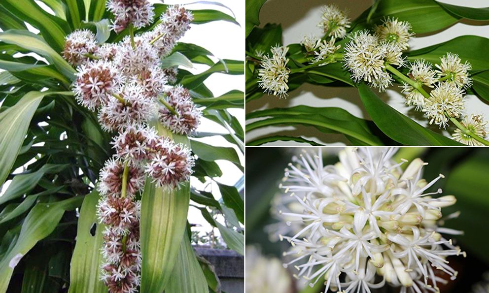 4 loại cây cảnh phổ biến nhưng ít khi nở hoa, nếu gia chủ nhìn thấy là điềm lành hiếm có