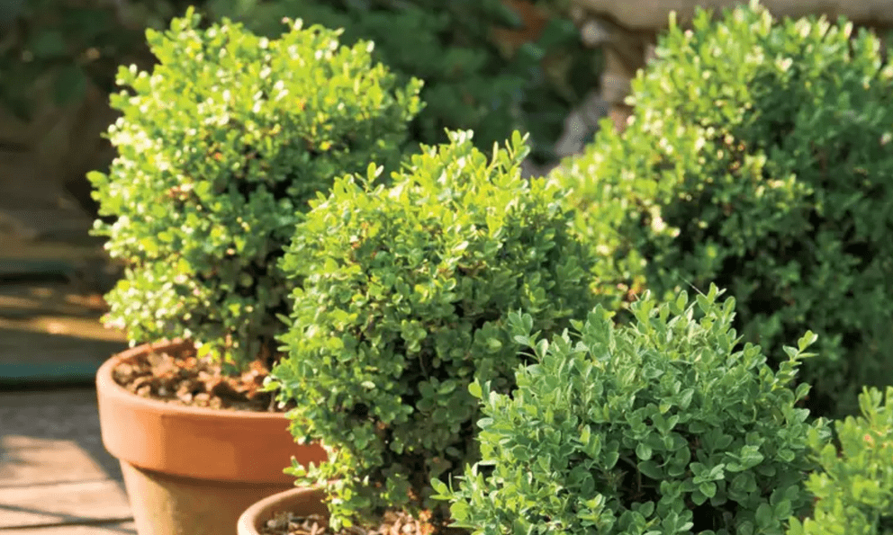 5 loại cây có mùi khó chịu nên tránh trồng trong vườn dù đẹp đến mấy