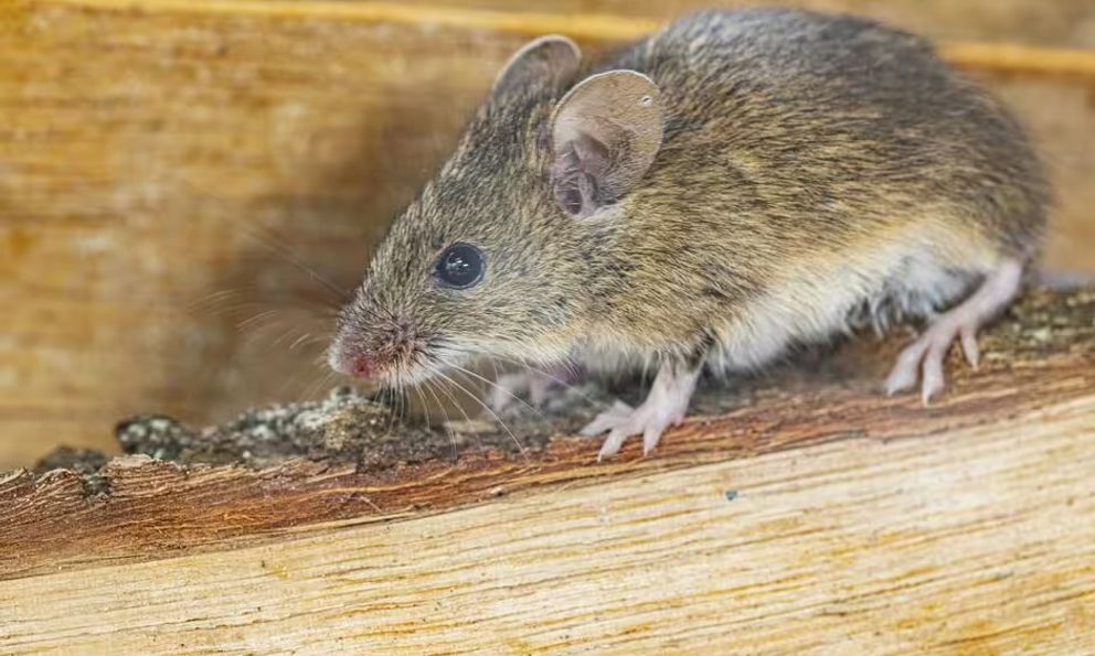 3 loại cây đuổi chuột khỏi nhà cực hiệu quả