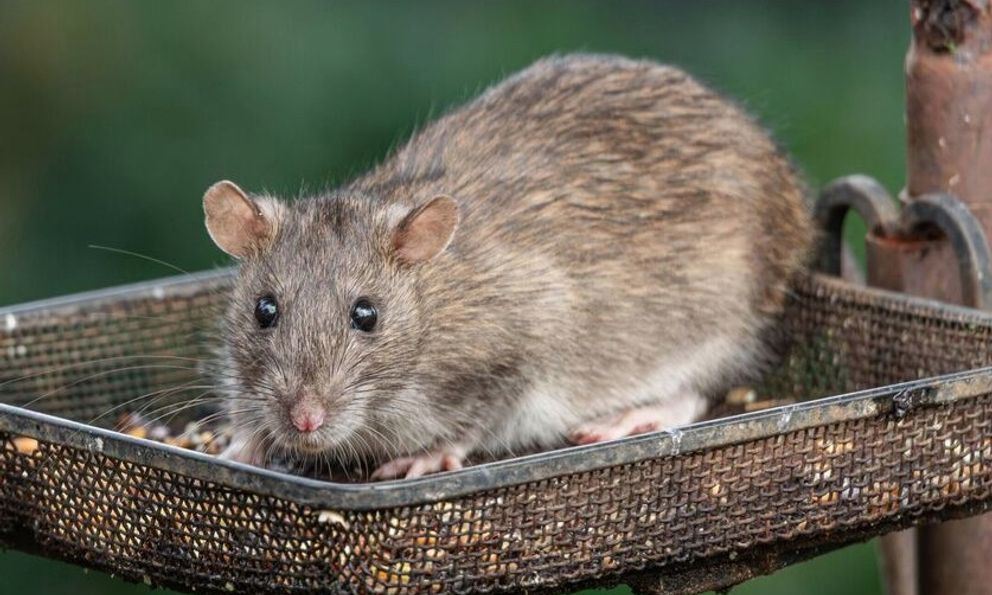 Đặt thứ này ngoài cửa, chuột không dám bén mảng vào nhà - không phải bẫy