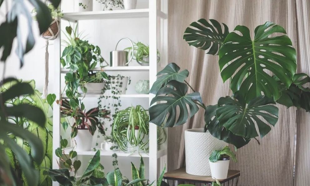 5 loại cây khó chăm bậc nhất, người mới bắt đầu không nên 