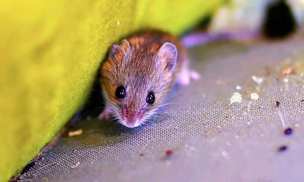 Mẹo đơn giản giúp ngăn chuột vào nhà mùa đông mà không cần tới bả