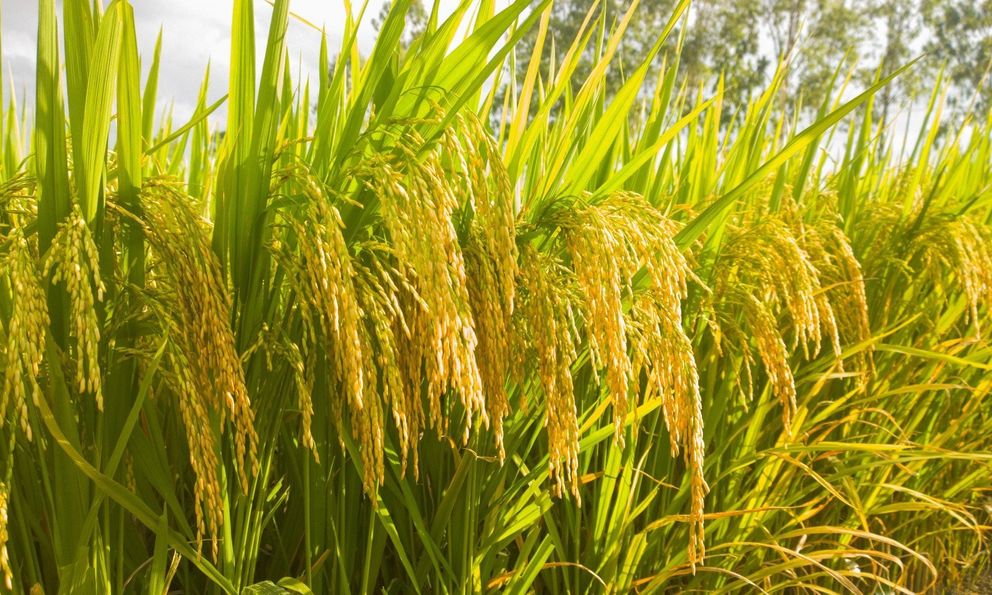 Một giống lúa Việt 