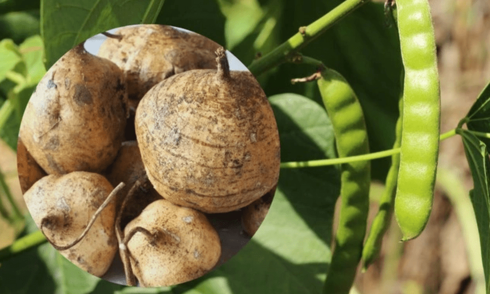 6 người nhập viện sau khi ăn hạt củ đậu: Thứ độc chất nguy hiểm ít ai biết dù đã được WHO cảnh báo