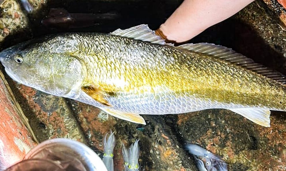 Việt Nam sở hữu loài cá vảy vàng cực đẹp, 