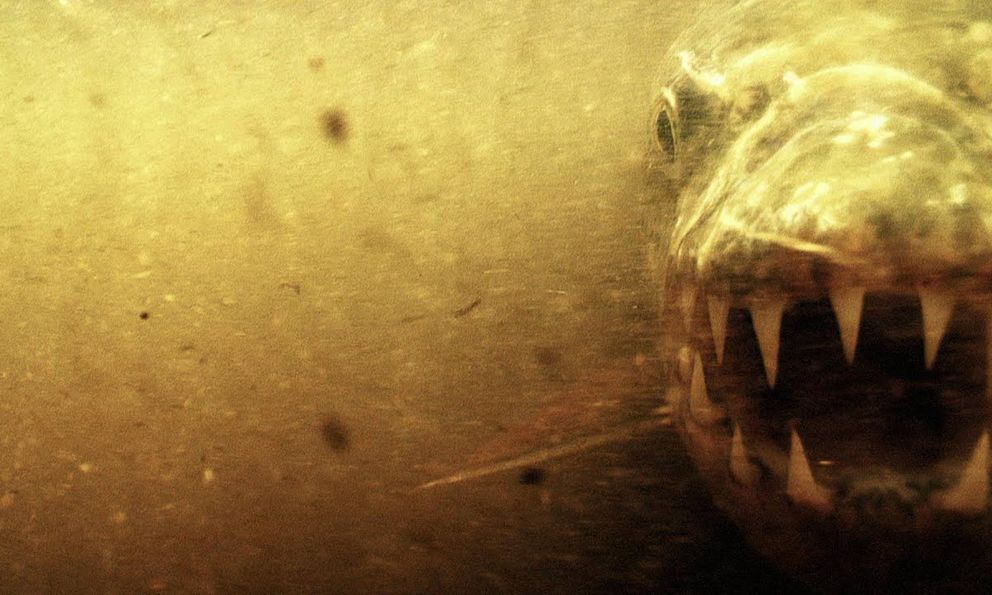 Loài cá nước ngọt là sát thủ khiến “chúa tể đầm lầy” cũng sợ bị xơi tái, chỉ cần thoáng thấy đã né từ xa