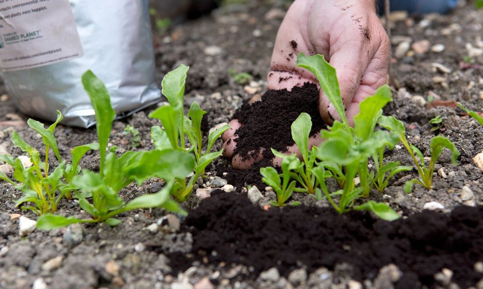 Rắc thứ này ra vườn mùa đông, cây cối được “giữ ấm”, phát triển tốt bất ngờ