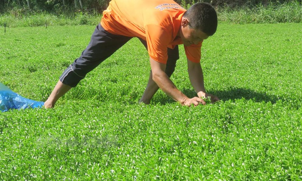  Nông dân Vĩnh Long 