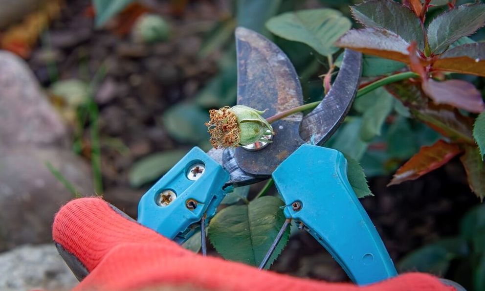 4 loại cây cần cắt tỉa vào tháng 1 