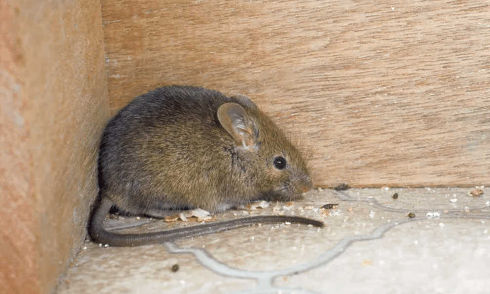 4 dấu hiệu cho thấy trong nhà đang có chuột