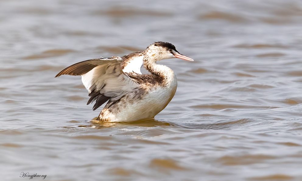 Tại cửa sông Ba Lạt, lần đầu tiên giới khoa học Việt Nam có phát hiện đặc biệt