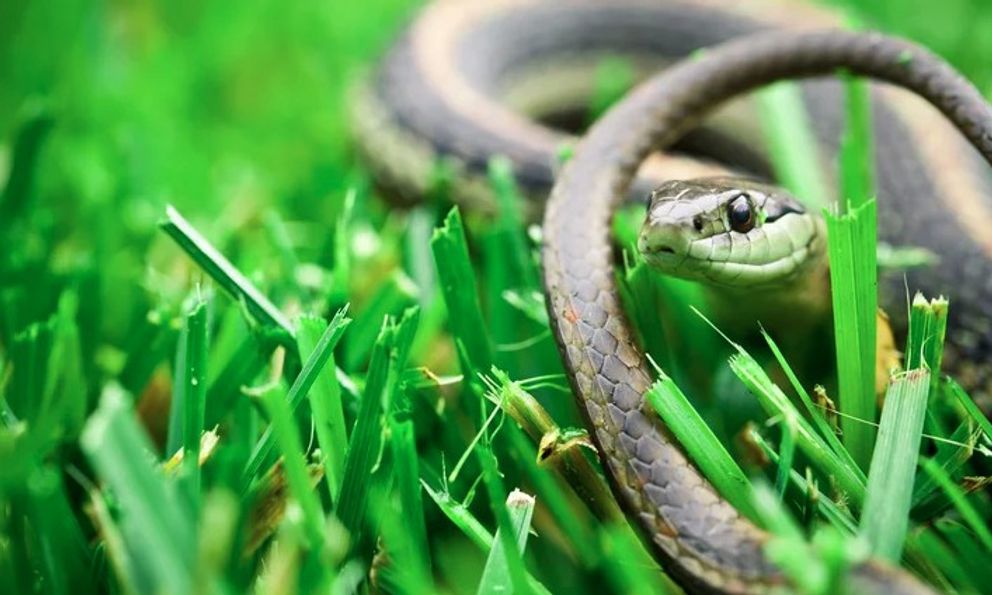 Việt Nam sở hữu một loại gia vị mà rắn rất sợ, dùng theo cách này hiệu quả bất ngờ