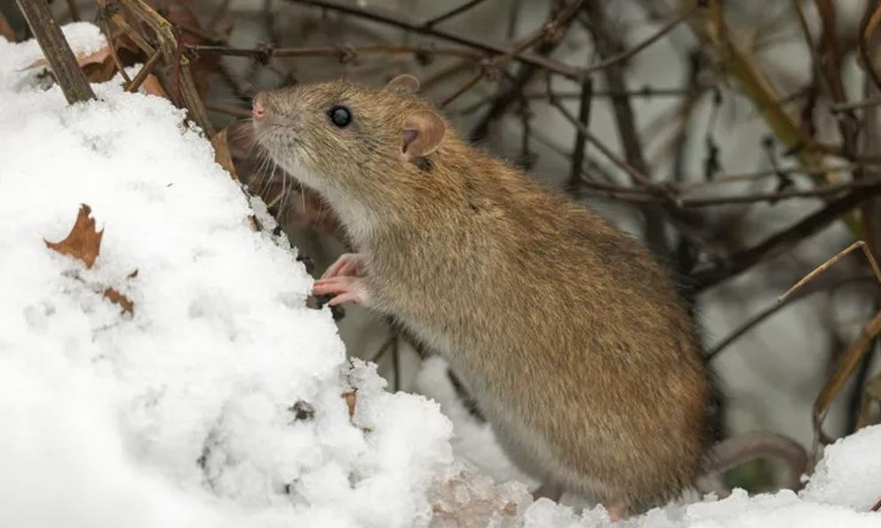 Trời lạnh là chuột kéo vào nhà: Chuyên gia bật mí cách đuổi chuột tự nhiên, không cần hóa chất