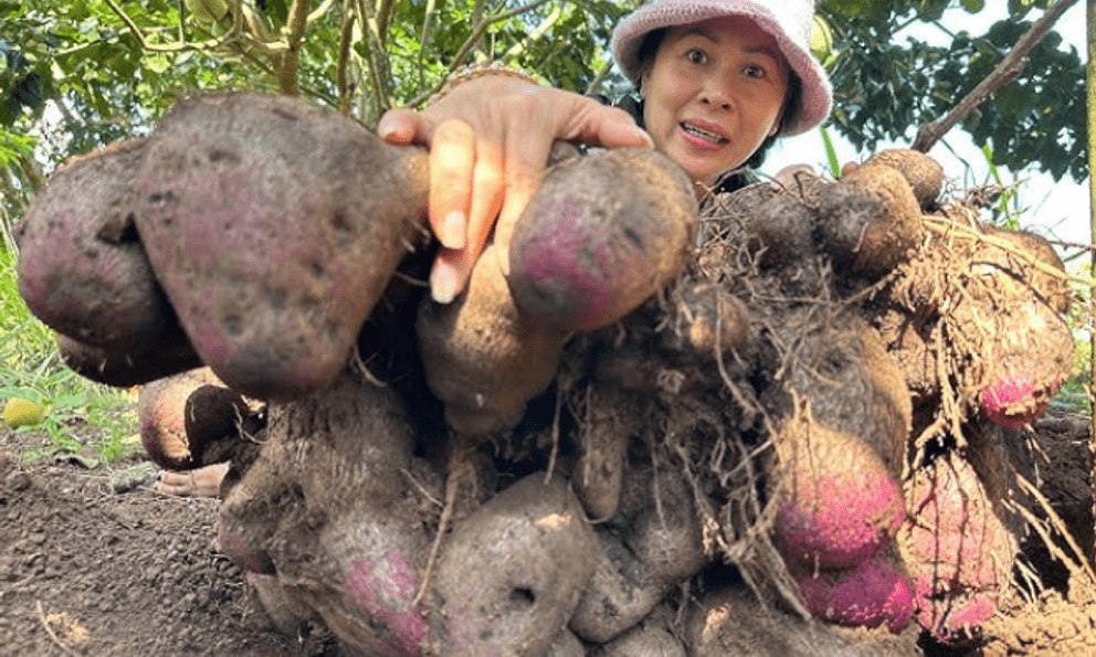 Không phải khoai tây, khoai lang, đây mới là khoai hợp nấu mùa lạnh, ai ăn cũng bổ, 