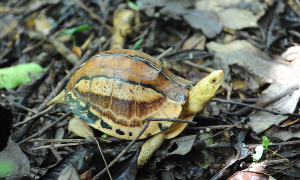 Ẩn trong rừng Đắk Lắk, lộ diện 