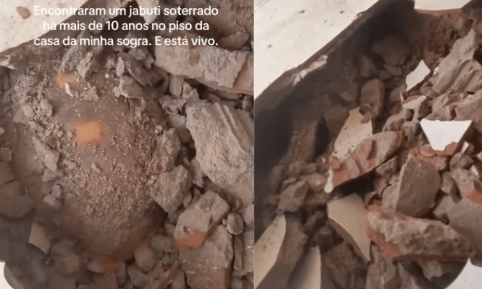 Đập sàn nhà để sửa chữa, gia đình bất ngờ phát hiện thứ vẫn “sống” dưới đó suốt 10 năm