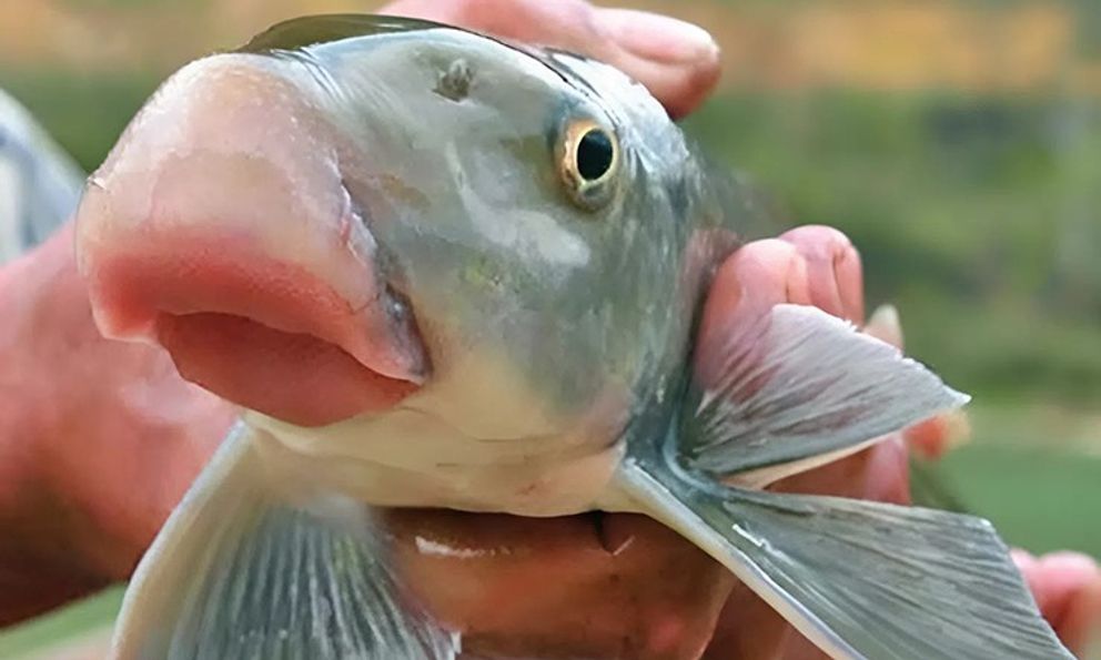 Loài cá được ví như 