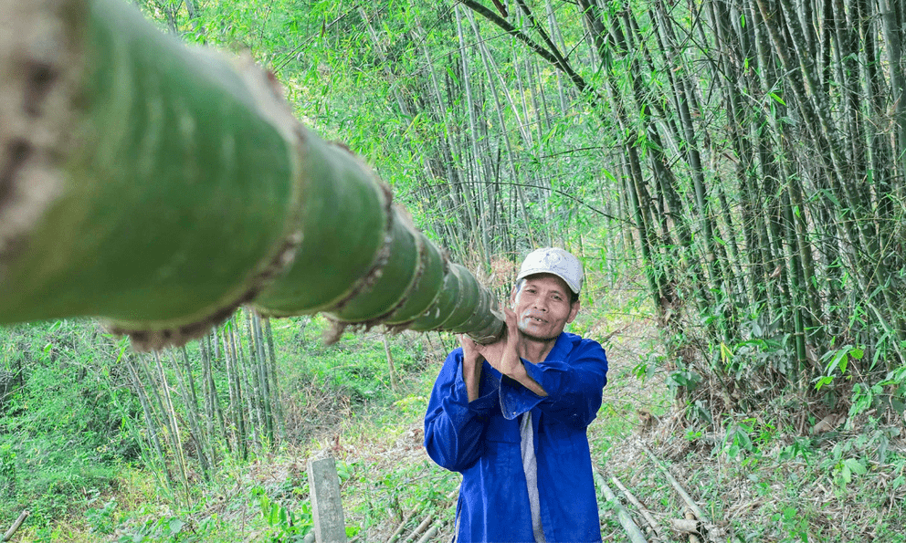 Loài cây trồng một lần, thu cả đời: Ít vốn, ít công chăm sóc, mỗi tháng có chục triệu đồng