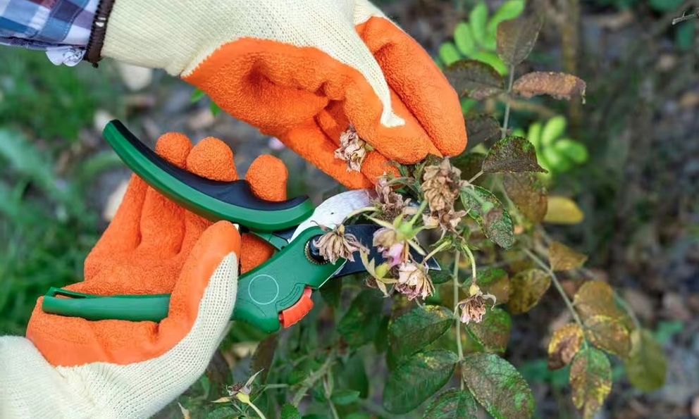 3 loại cây phải được cắt tỉa ngay trong tháng 1 để ra hoa suốt mùa hè