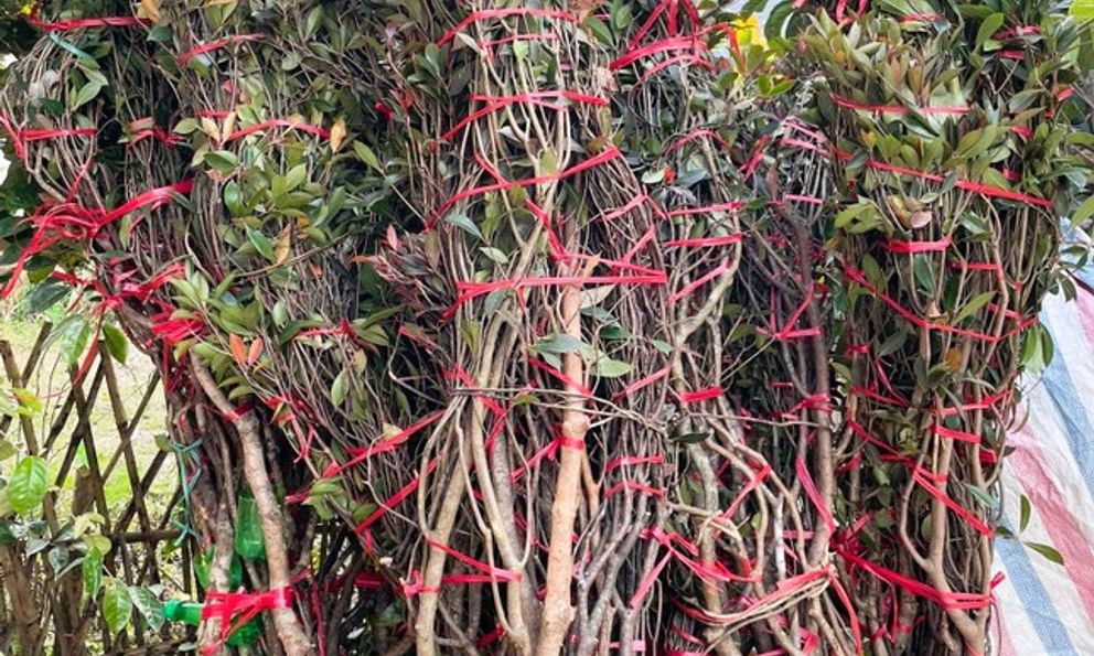 Không phải lan, đây mới là loại hoa được giới nhà giàu chuộng mua chơi Tết: Giá vài triệu tính theo cành