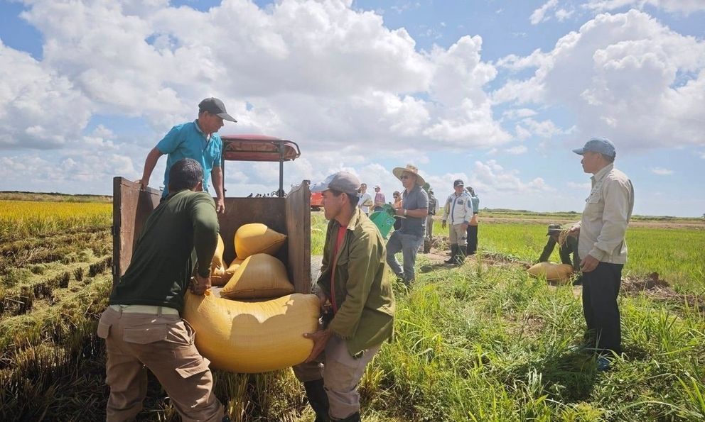 Lúa Việt làm nên kỳ tích tại Cuba, nhập khẩu gạo xuống mức thấp kỷ lục