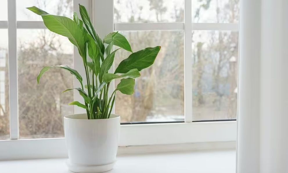 Cây lan ý sẽ luôn nở hoa vào mùa hè nếu bạn làm đúng và đủ 5 điều này 