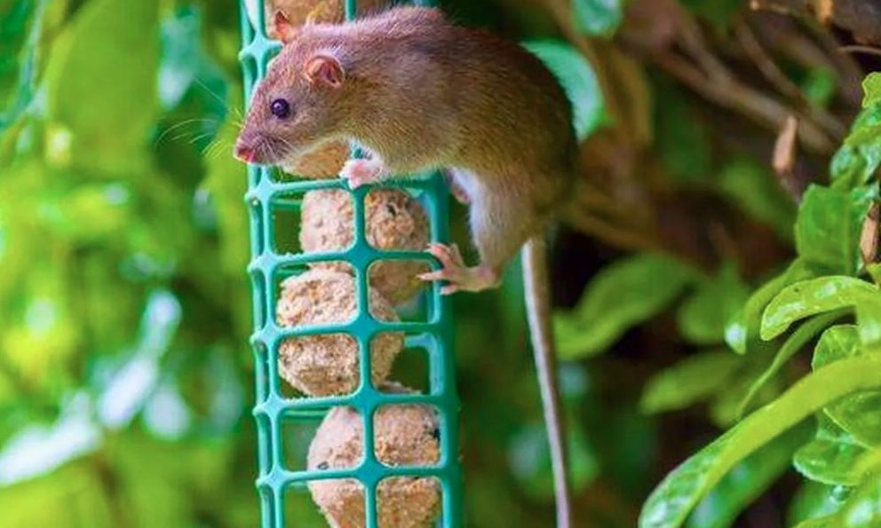 Xịt thứ này ra vườn mùa đông, chuột sợ hãi tránh xa, cây cối xanh tươi mơn mởn