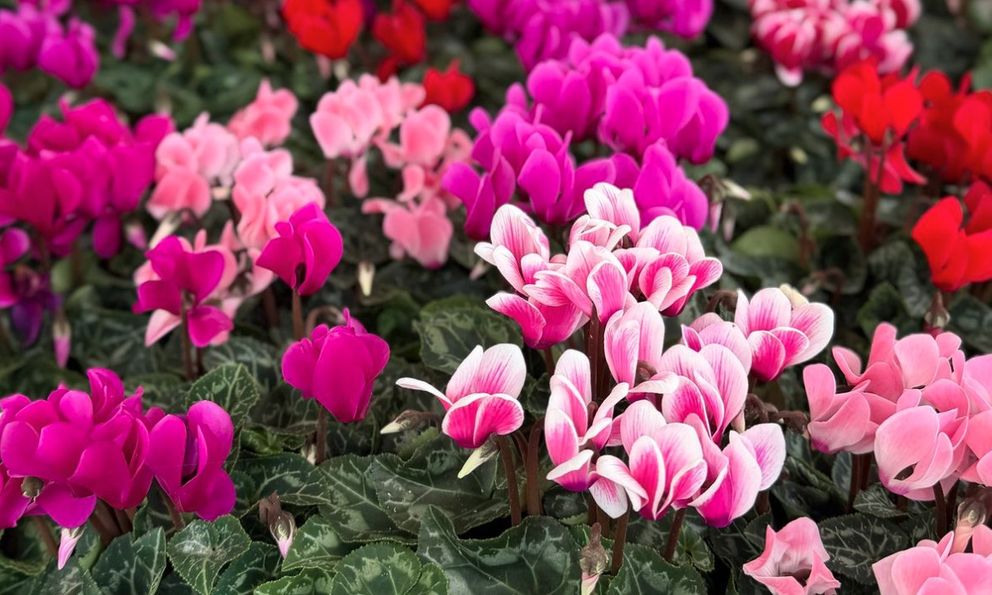 3 loại cây phát triển rất tốt trong mùa đông - số 3 