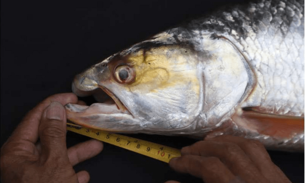 Lần theo dấu vết của cá thể lạ, láng giềng Việt Nam bất ngờ phát hiện loài vật 