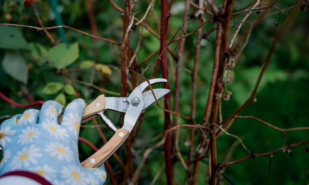 6 loại cây cần được cắt tỉa ngay bây giờ