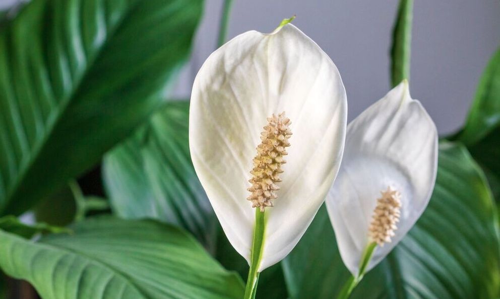 Cây lan ý “rất thích” loại nước này, biết tưới thì cây ra cực nhiều hoa