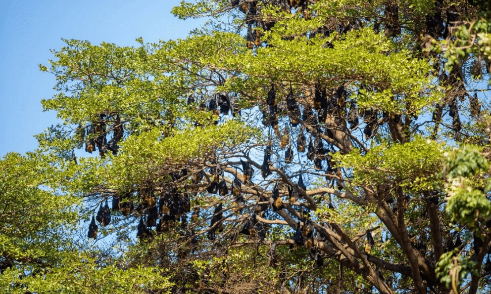 Hàng nghìn sinh vật đu kín ngọn cây ở khu dân cư suốt ngày đêm, người dân thấp thỏm vì 1 nguy cơ tiềm ẩn