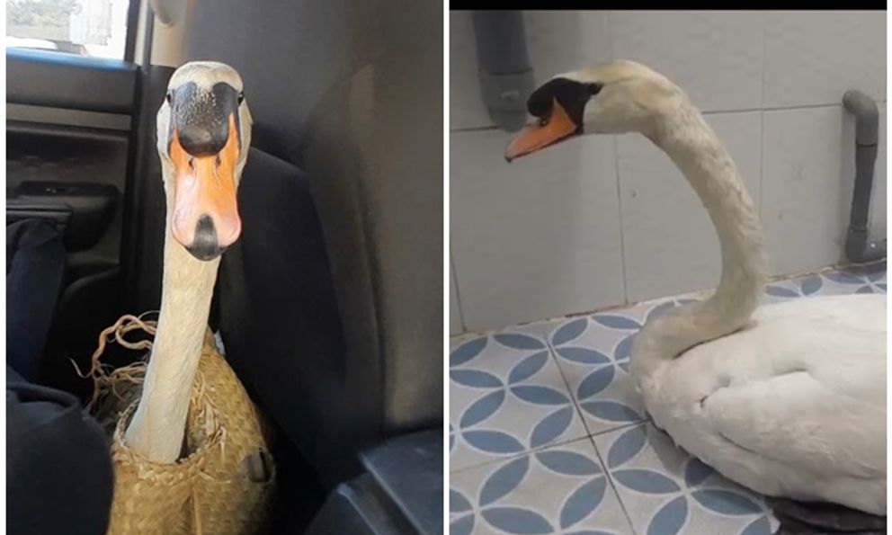 Xuyên đêm giải cứu thiên nga trắng trị giá 60 triệu: Bị cuộn đầu, nhét trong ba lô, dẫn đến stress nặng