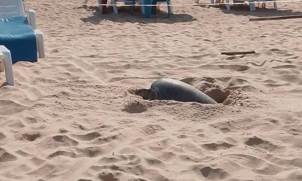 Cả bãi biển sững lại khi sinh vật đẻ một lèo 125 quả trứng, du khách vây quanh xem không rời mắt