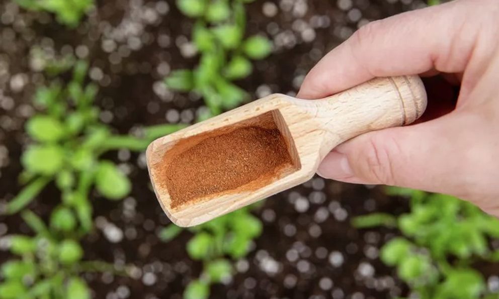 Rắc những thứ này ra vườn, sâu bọ 'khiếp vía', cây cối lớn nhanh như thổi