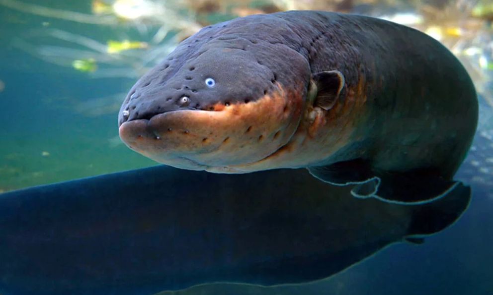 Phát minh loại pin 