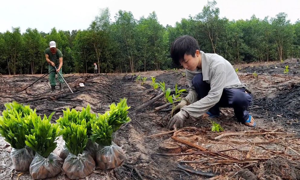 Ba loại cây tạo ra 