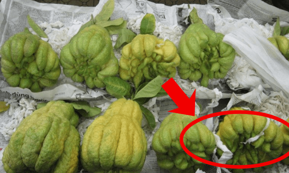 Mua Phật thủ thắp hương, không phải quả xanh, vỏ nhẵn, đây mới là quả người 