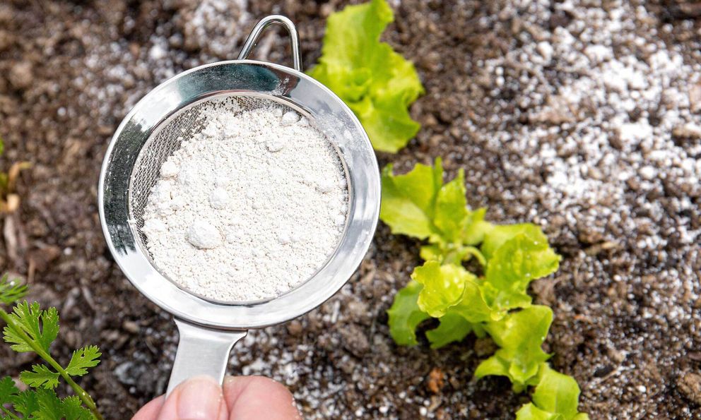 Rắc thứ này ra vườn, sâu bệnh biến mất, cây cối phát triển xanh tươi bất ngờ